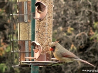 34400CrLeSh - Cardinals at our bird feeder   Each New Day A Miracle  [  Understanding the Bible   |   Poetry   |   Story  ]- by Pete Rhebergen